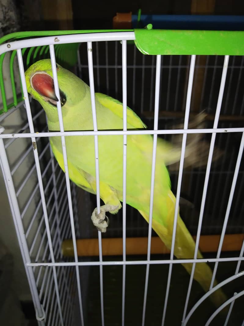 Talking parrot 1
