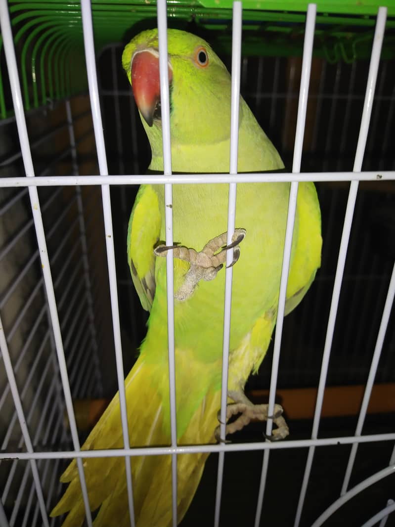 Talking parrot 2
