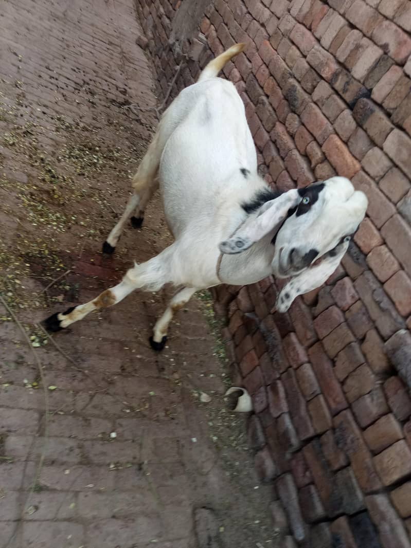 goats 1