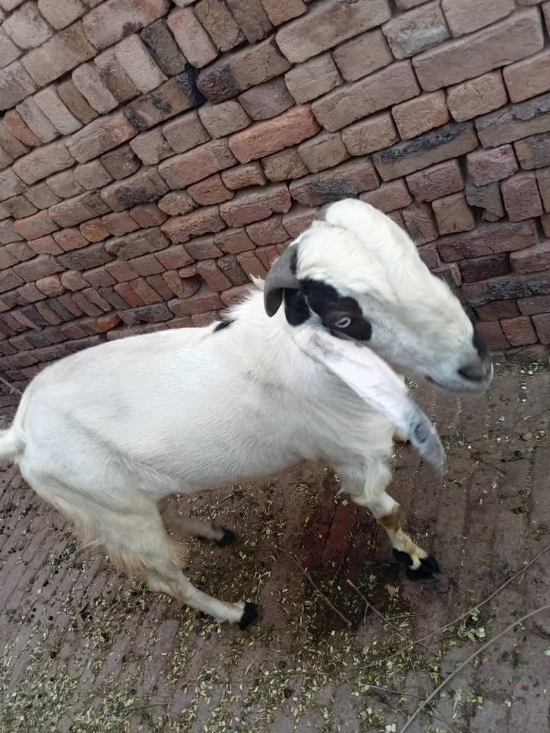 goats 3