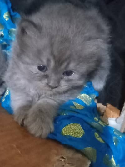 baby kitten