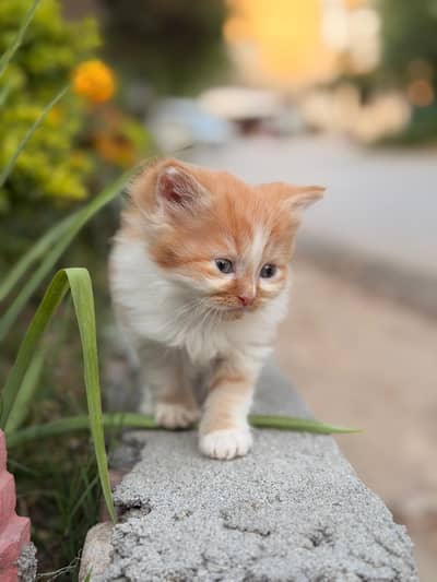 Adorable fluffy kittens are ready for  their new homes