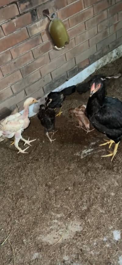 aseel chicks