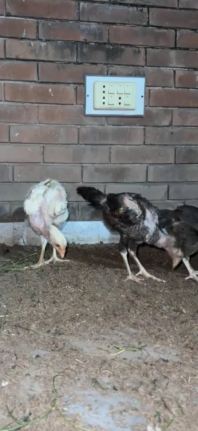 aseel chicks 1