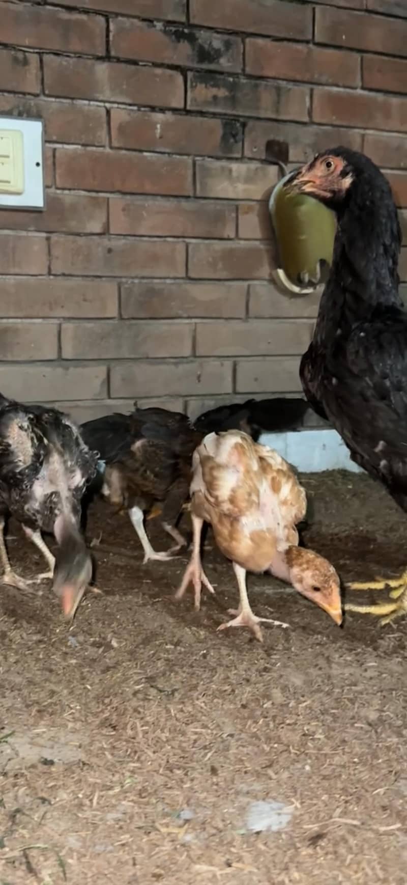 aseel chicks 2