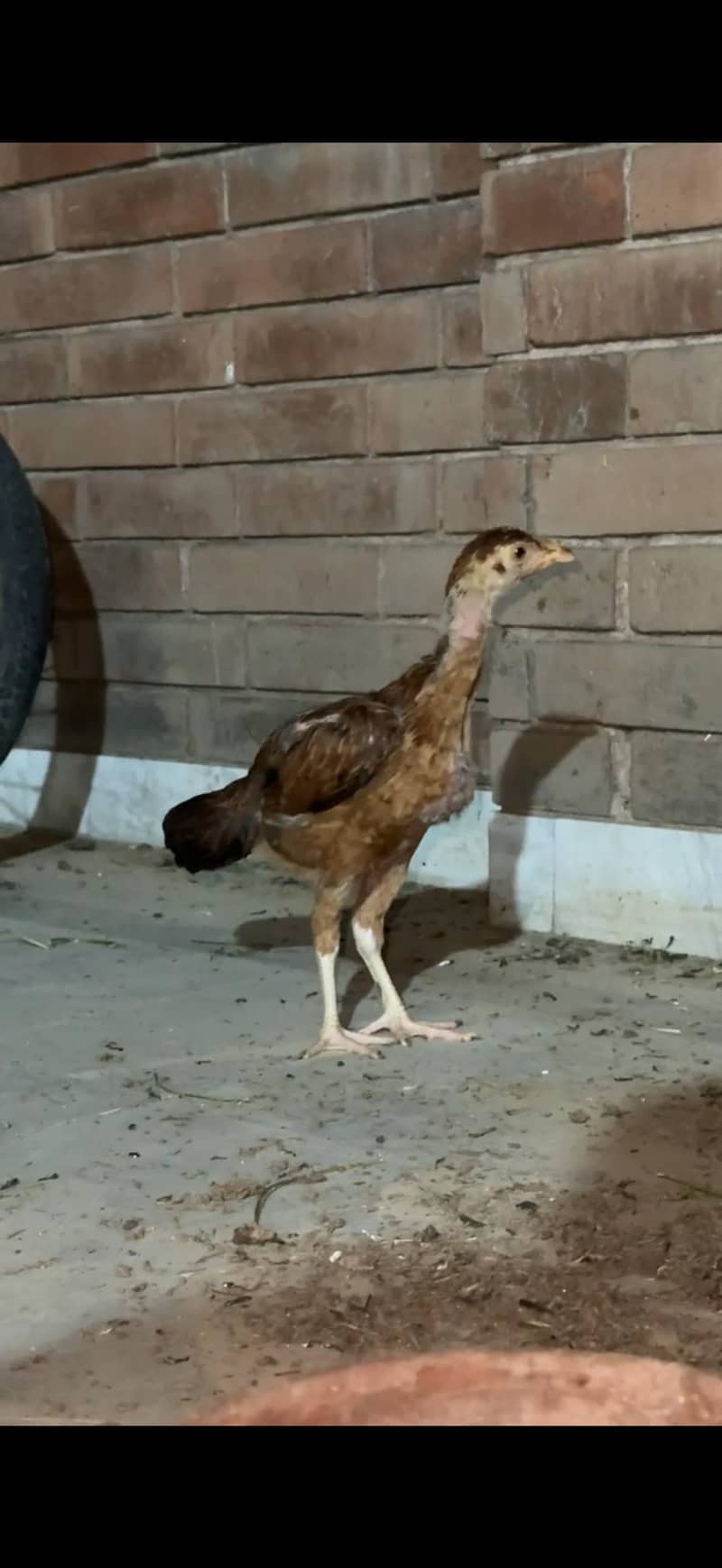 aseel chicks 3