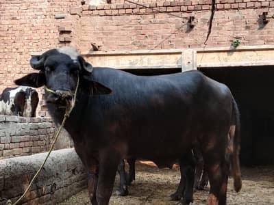 4 dant butiful Bull  wheith 9 man