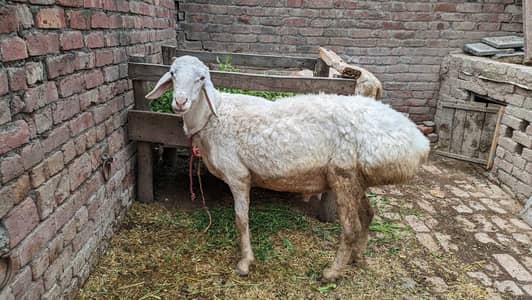 Dumba for qurbani in white colour