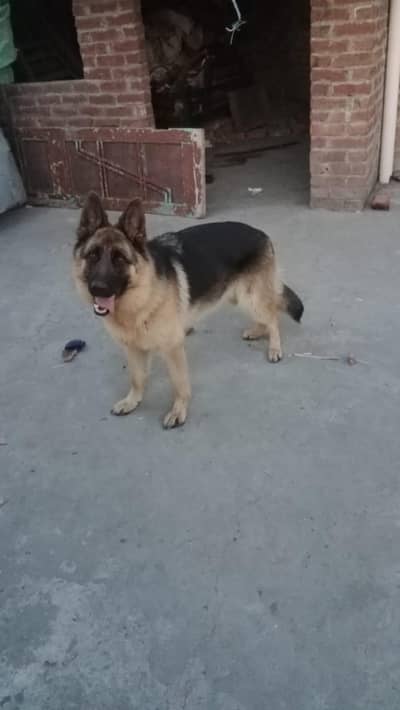dog for salee