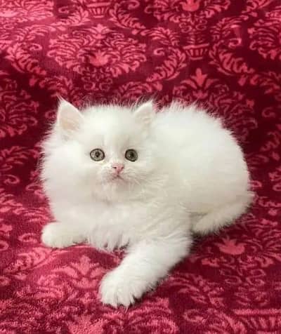 Persian cat triple code 5 phase code for sale argent