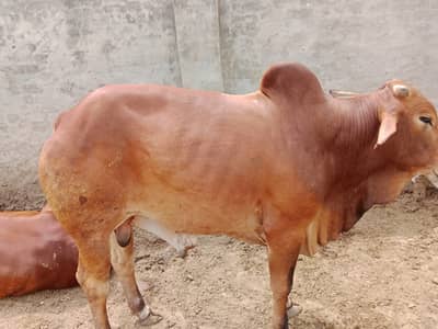 Bull, Bachra, Wacha, Desi bachre, Qurbani ka janwar, Qurbani 2026