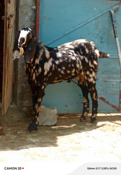 Bakra For Eid/Black Bakra/Doonda Bakra/Qurbani Bakra/Bakra For Sale
