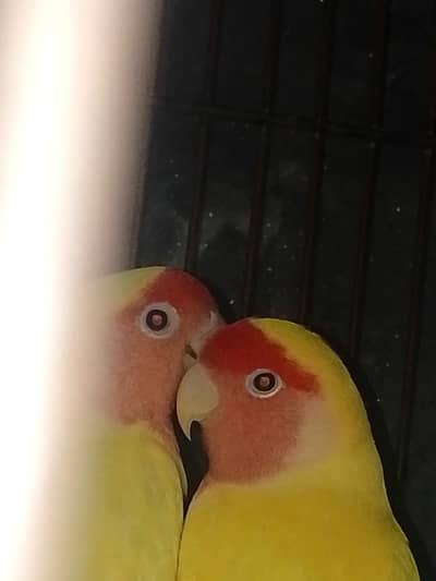 Latino red eyes pair