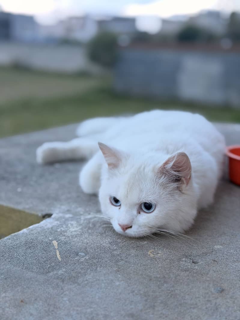 Persian Cat 0