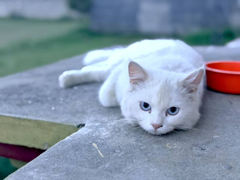 Persian Cat 1