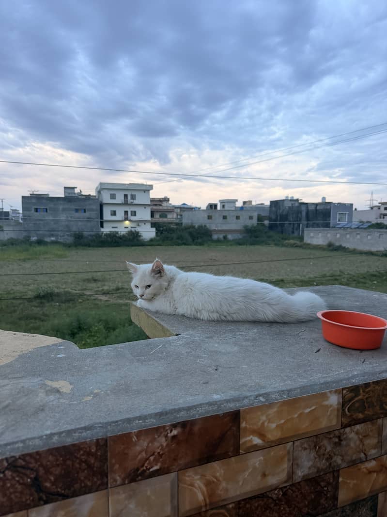 Persian Cat 2