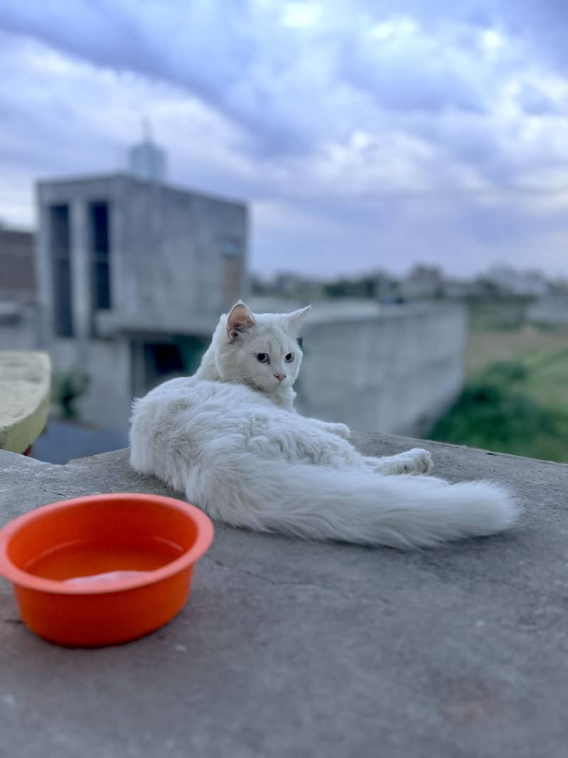 Persian Cat 3