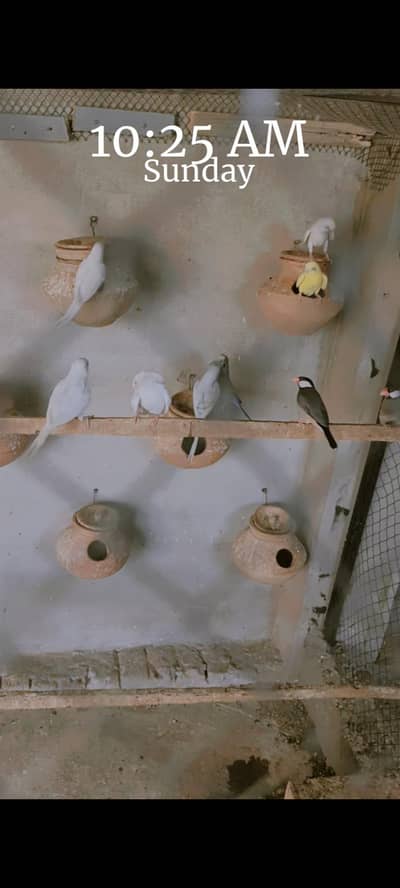 All pairs breeder