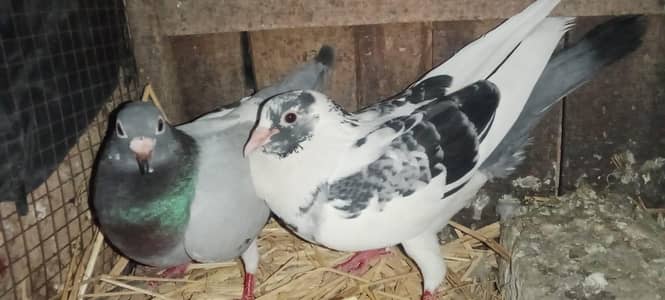 Breeder Pair For sale Qasad