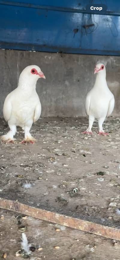Fancy pigeons for sale breeder pairs top quality location lahore