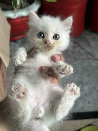 Pure White Persian Pair