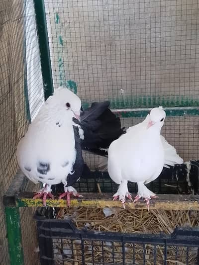 pegions