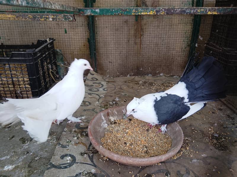 pegions 2
