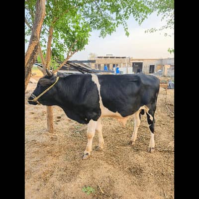 Bull For Qurbani
