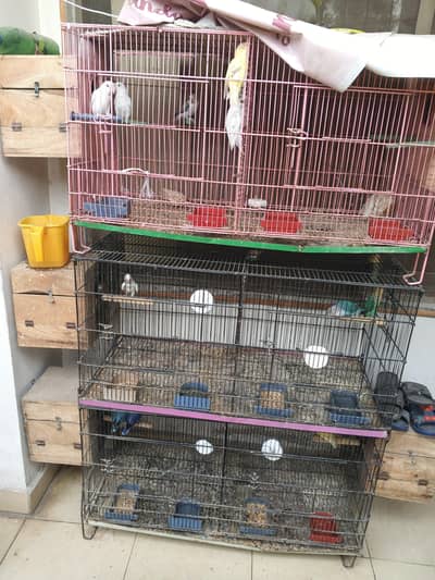 love bird