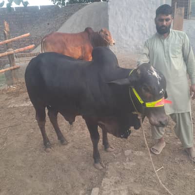 Bull calf Bachra