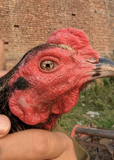 burmi + vaitnam full garanted bird for sale