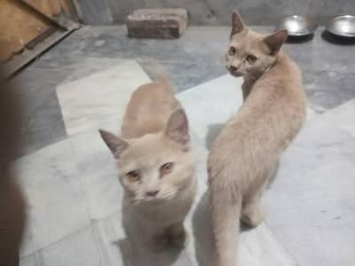 persian cats for sale