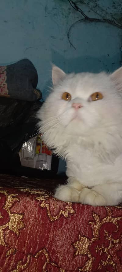 Persian Cat | Kitten | Persian Kitten | Healthy Cat | Cats For Sale