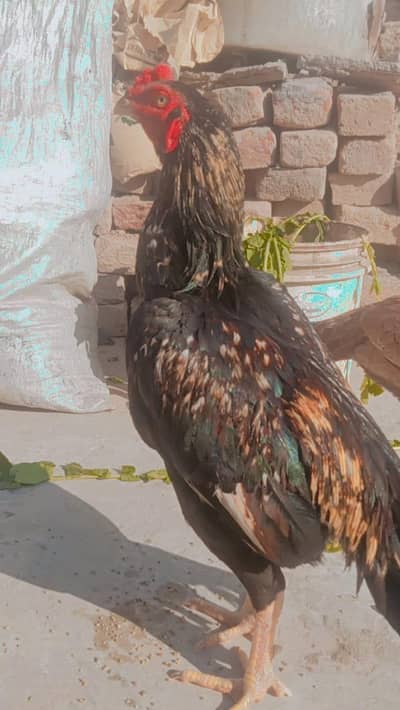 seel murga