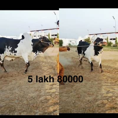 Cow for sale