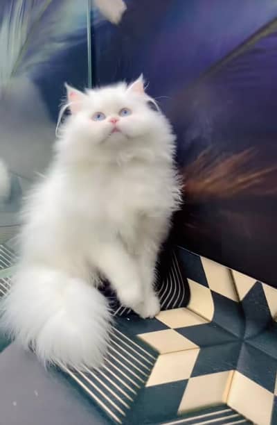 Persian cat triple cod for sale,my WhatsApp 03464644037