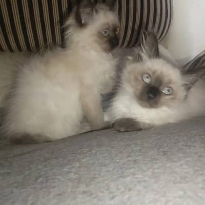Himaliyan Siamese Kitten Looking For New Home
