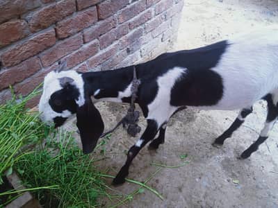 2 bakriya