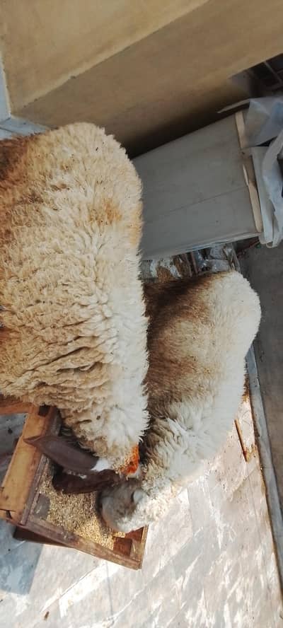2 sheeps (Chatre) jori sale for Qurbani 2026 munasib price