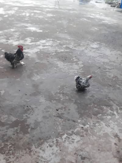 Egg laying healthy bantum hen pair for sale and exchange with bird