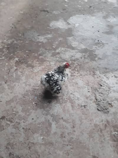 Healthy Bantum female for sale , small size good colour