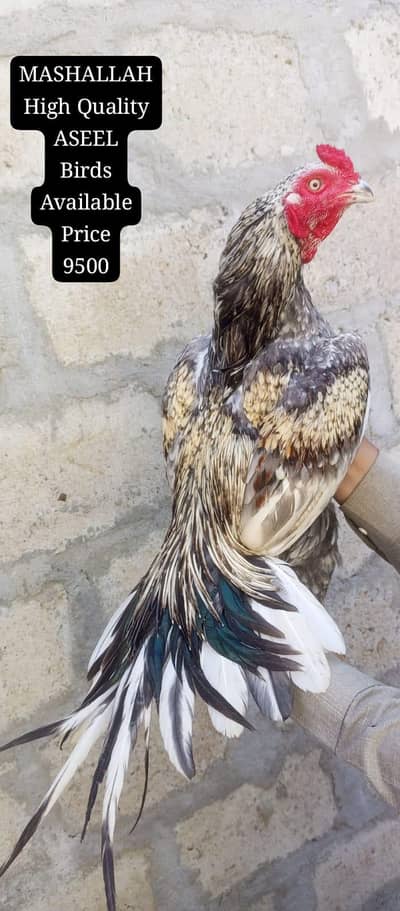 only call WhatsApp aseel Murga available