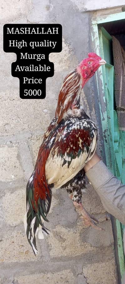 only call WhatsApp aseel Murga available