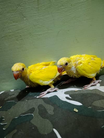 Yellow Parrot Chicks 03336610040