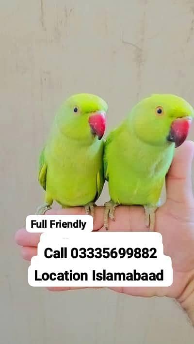 Single 7000 Hand Tamed Friendly Green Ring Neck Parrots Male/Female