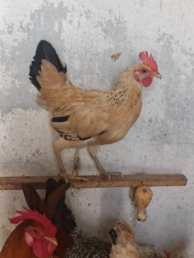 egg lying hens male female