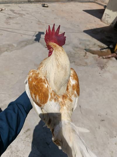 egg lying hens male female