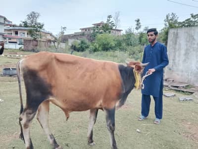 Male for sale
