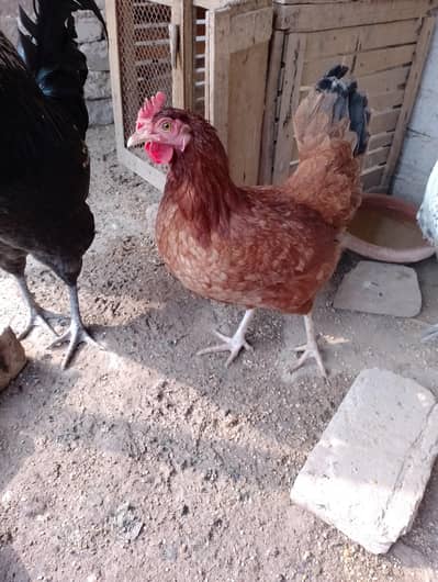 Austerlop mix hens