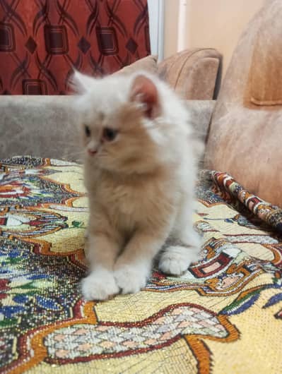 cute kitten for sell
